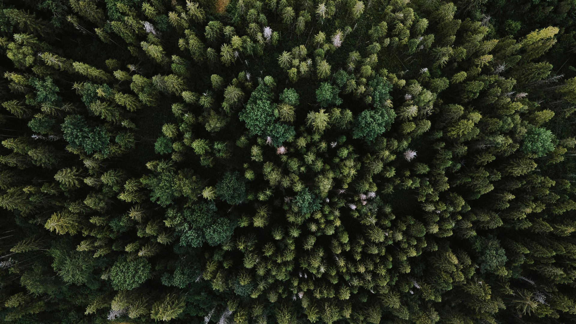 forests