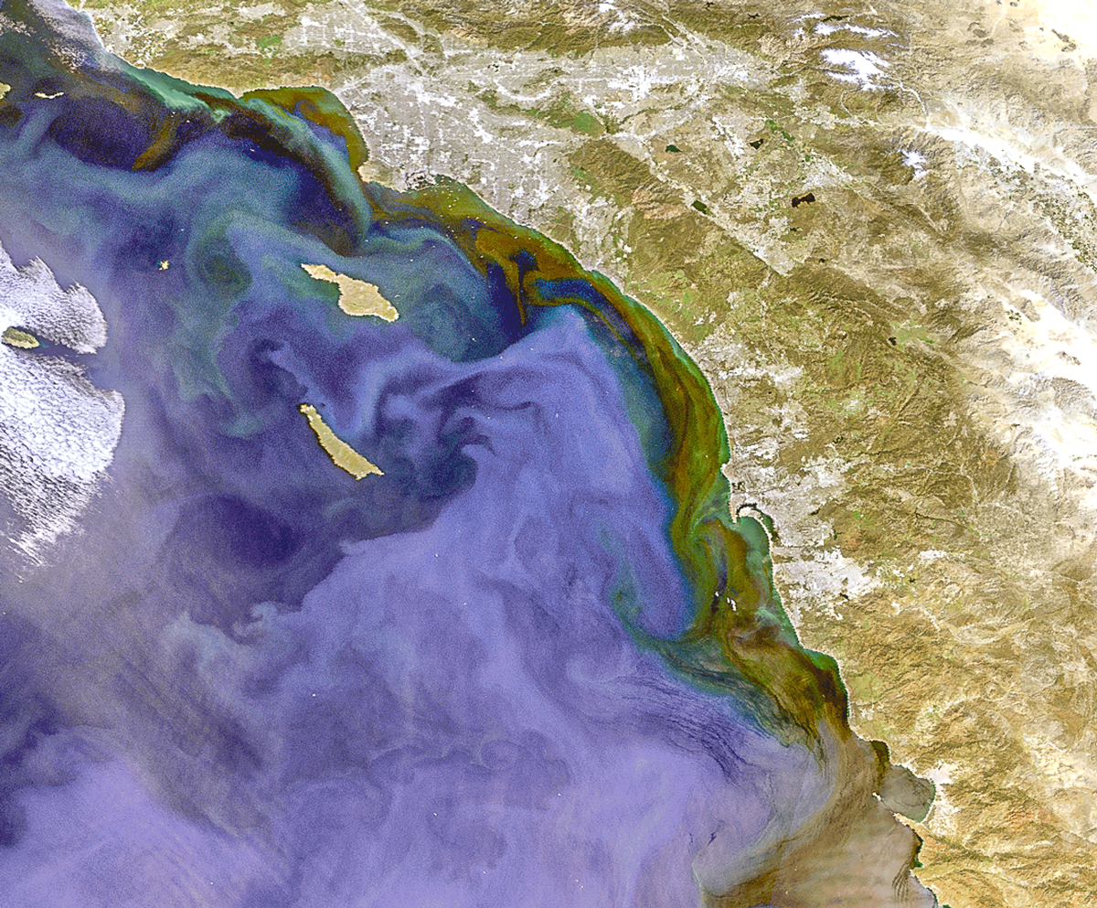 Sentinel-3-OLCI-image-of-CA-algal-bloom