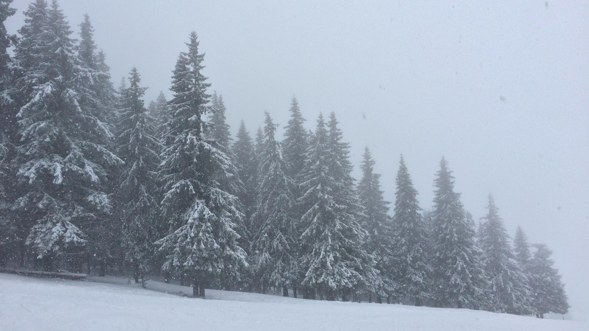 Snow-covered forest. Credit: pxhere