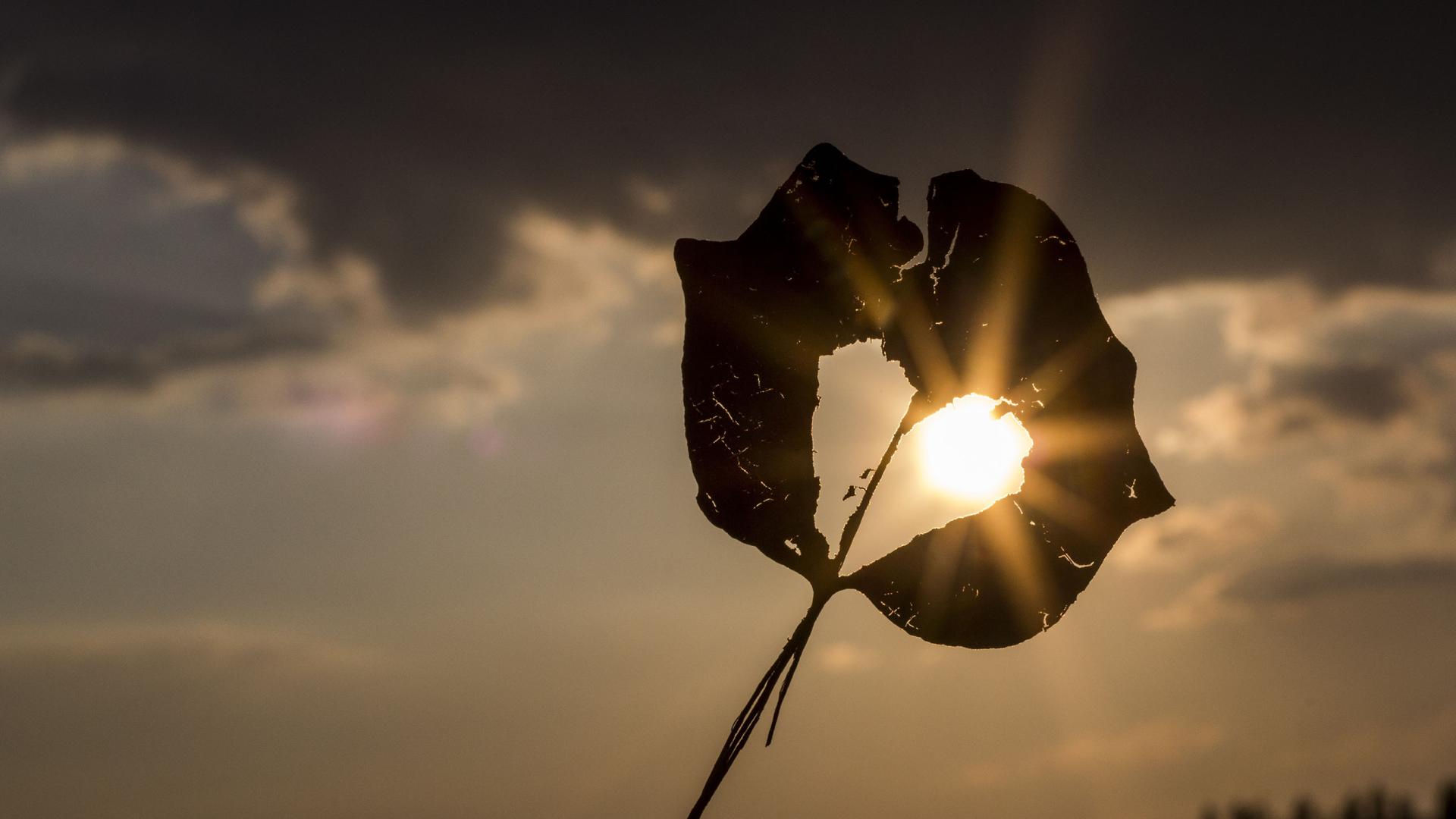 Sun shining through a dried leaf. Credit: pxhere