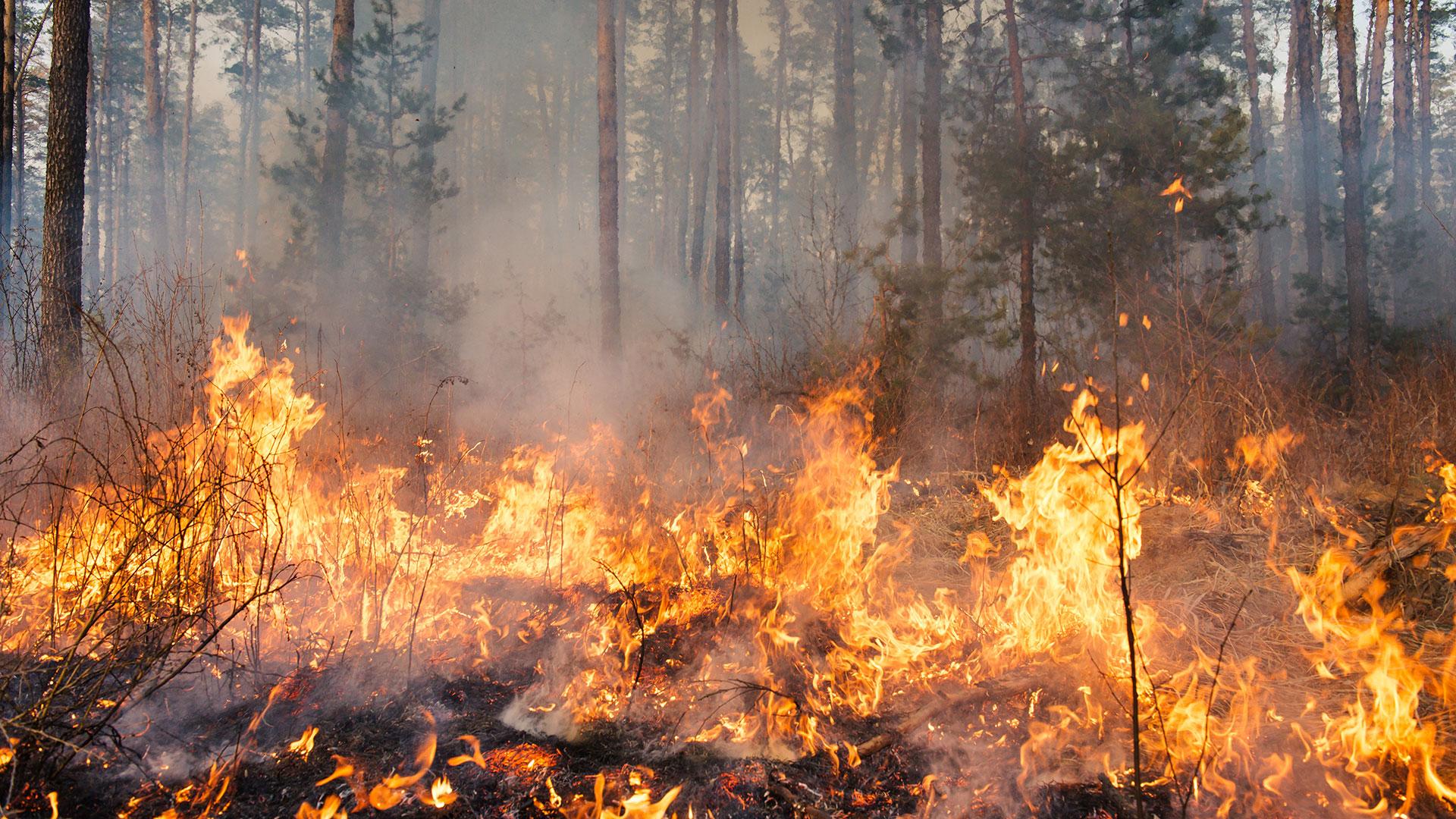 Forest fire. Credit: gilitukha 