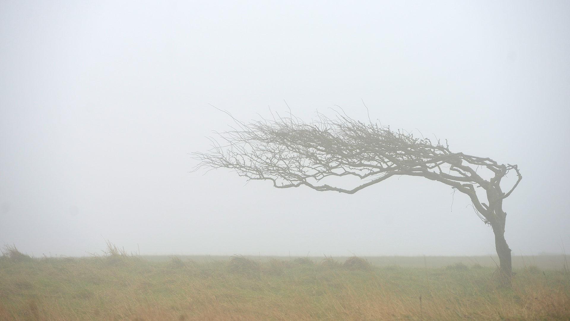 Trees in the wind and fog. Credit: Peter Cripps 