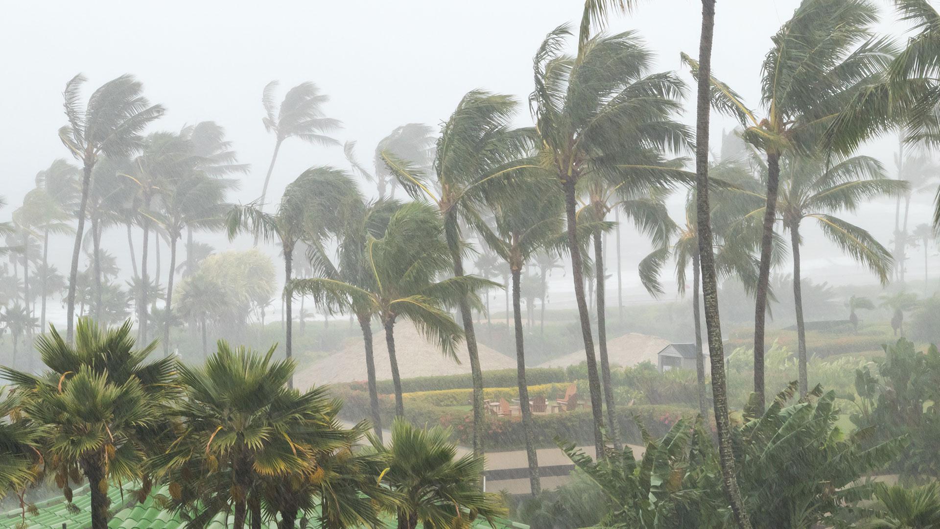 Palm trees in a storm. Credit: deberarr