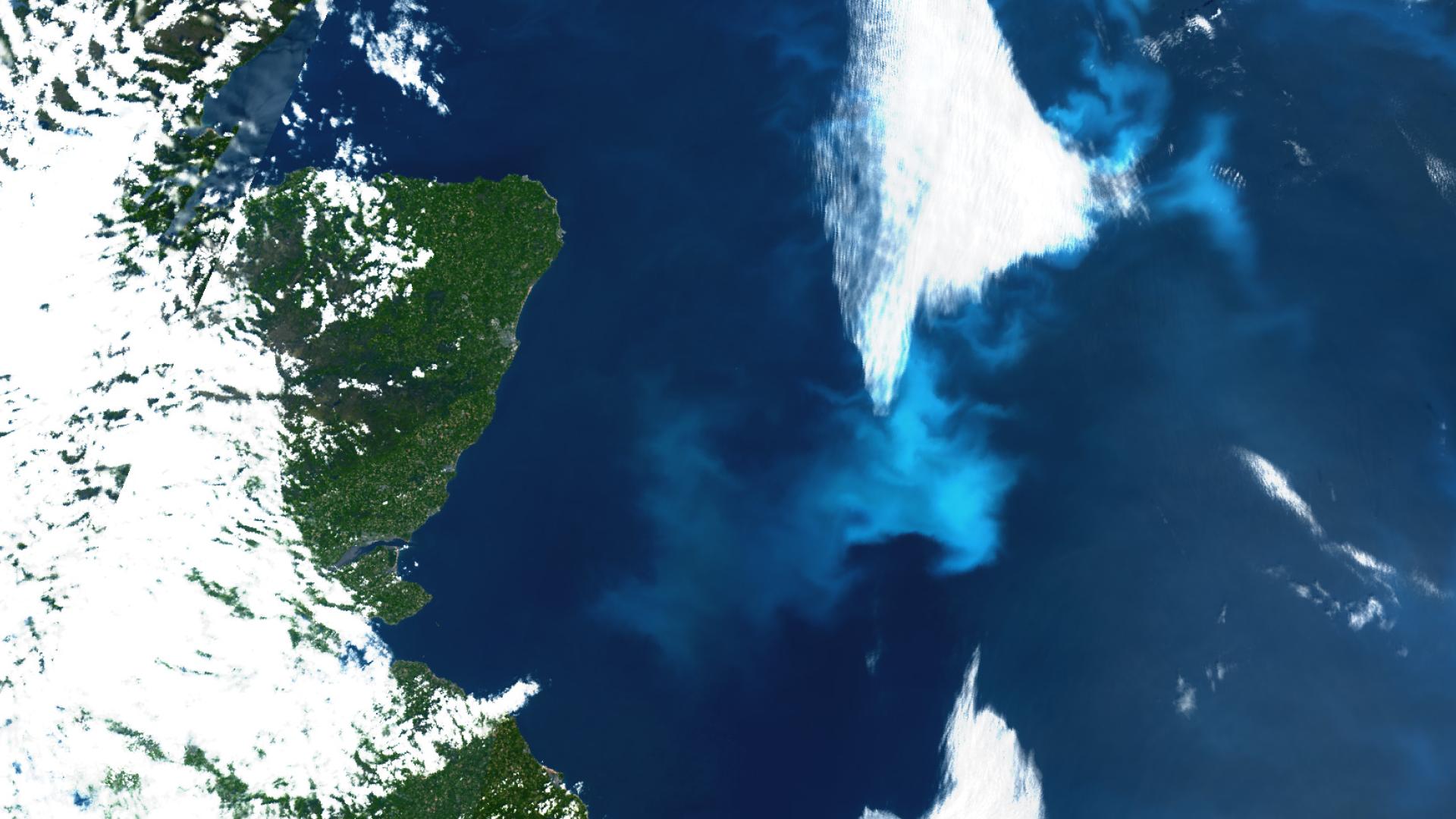 North sea plankton