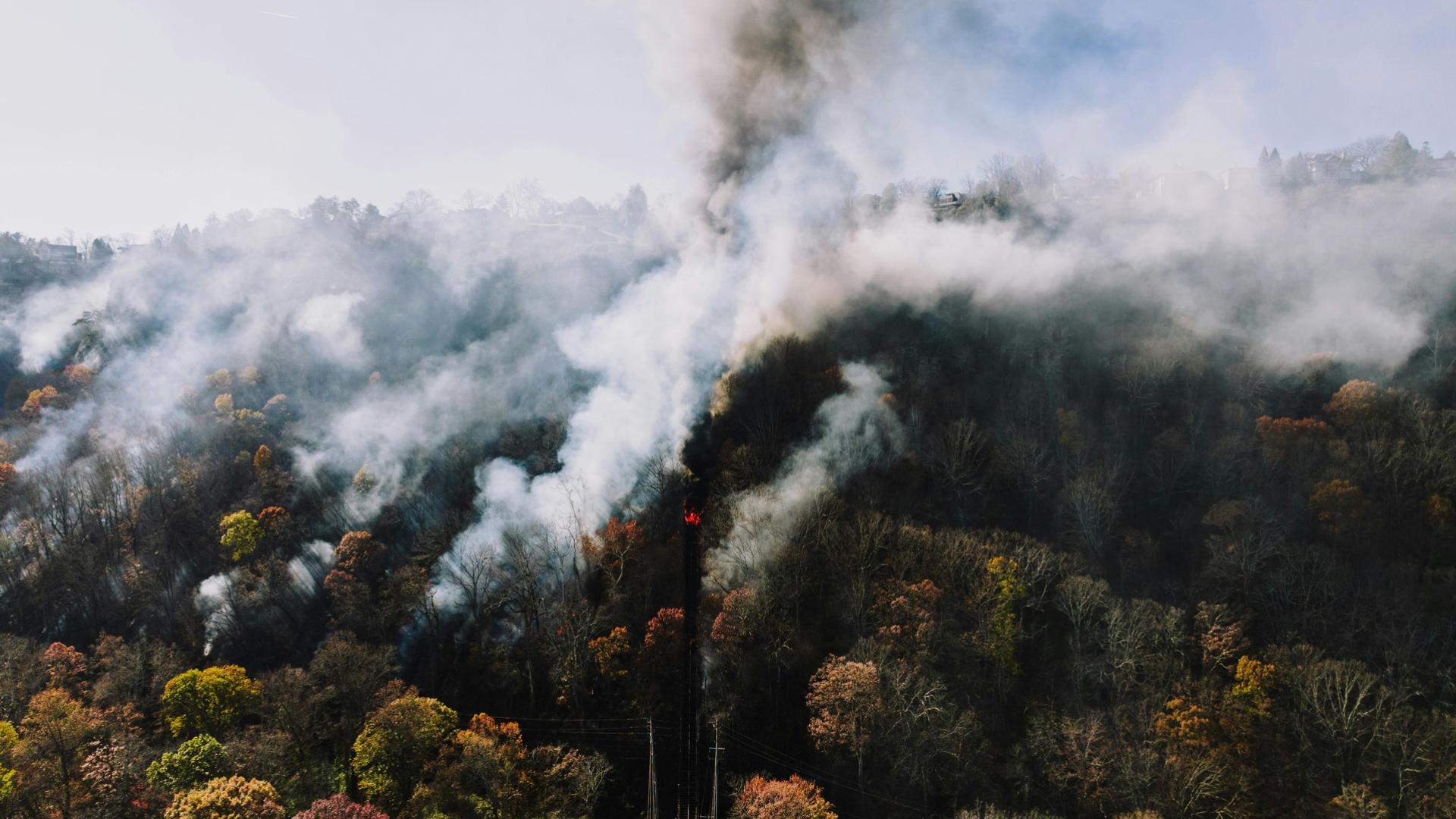 Forest Smoke Aspot