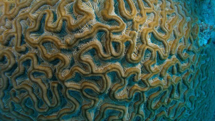 Monitoring the health of corals with satellite data