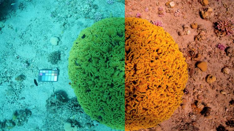 Underwater imaging enhanced with the help of Sentinel-3