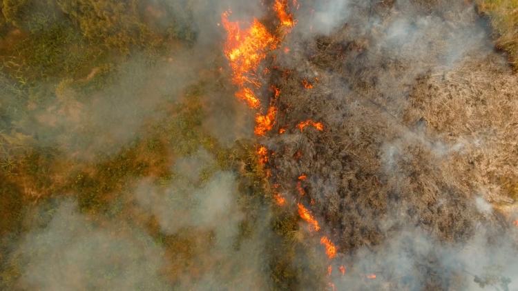 Forest fires 1st frame