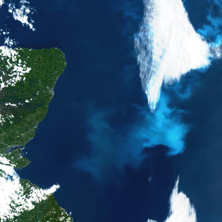 North sea plankton