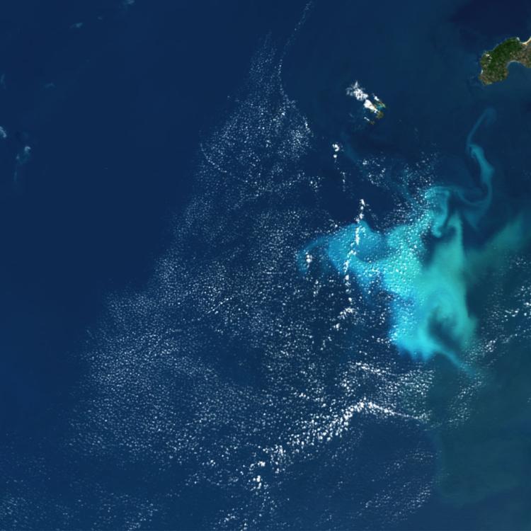 Marine algal bloom off the UK coast