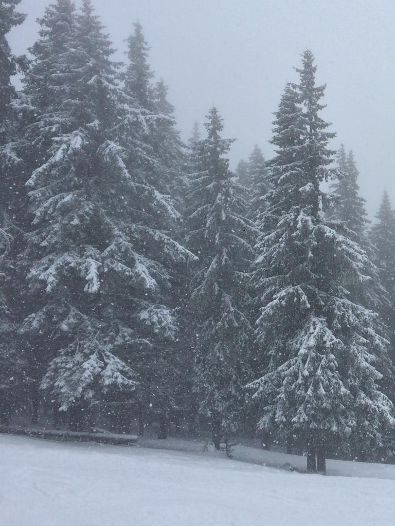 Snow-covered forest. Credit: pxhere