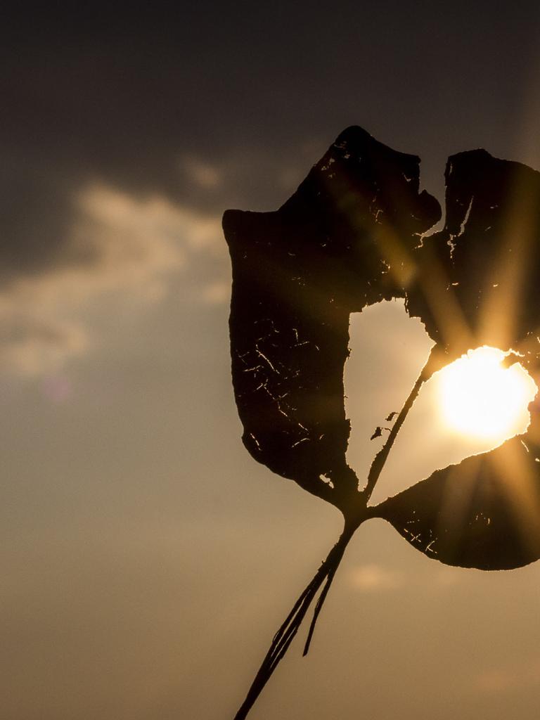 Sun shining through a dried leaf. Credit: pxhere