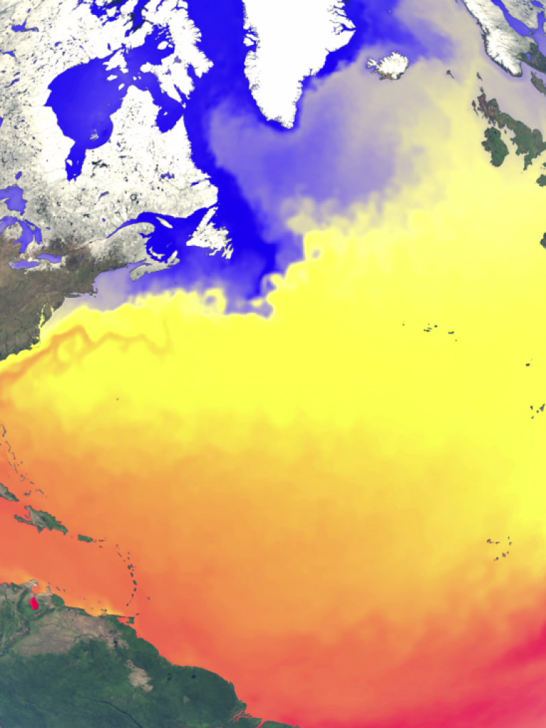 A year of Sea Surface Temperature