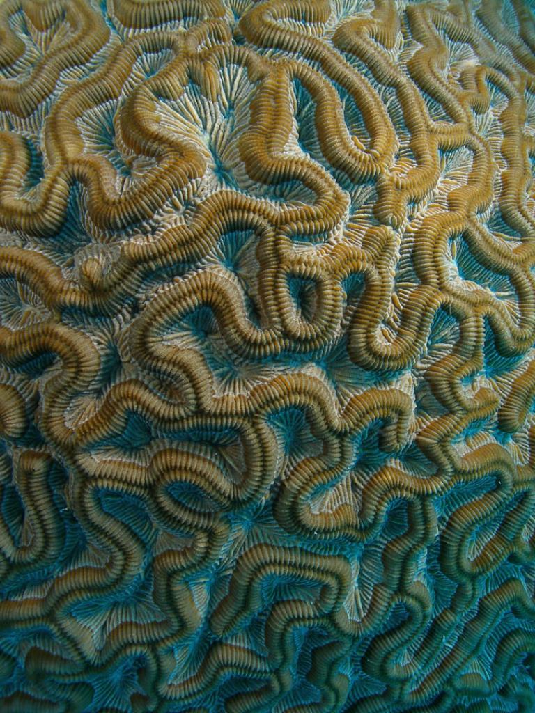 Monitoring the health of corals with satellite data