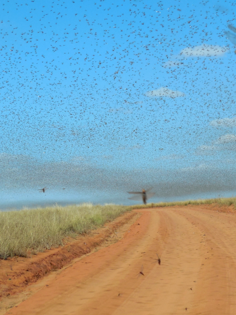Swarm of Locusts Swarm of Locusts