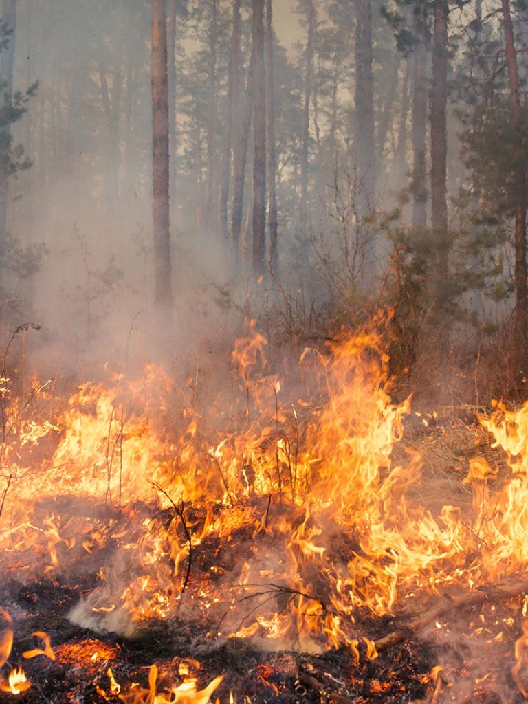 Forest fire. Credit: gilitukha 